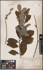 Foto von Salix cinerea L.